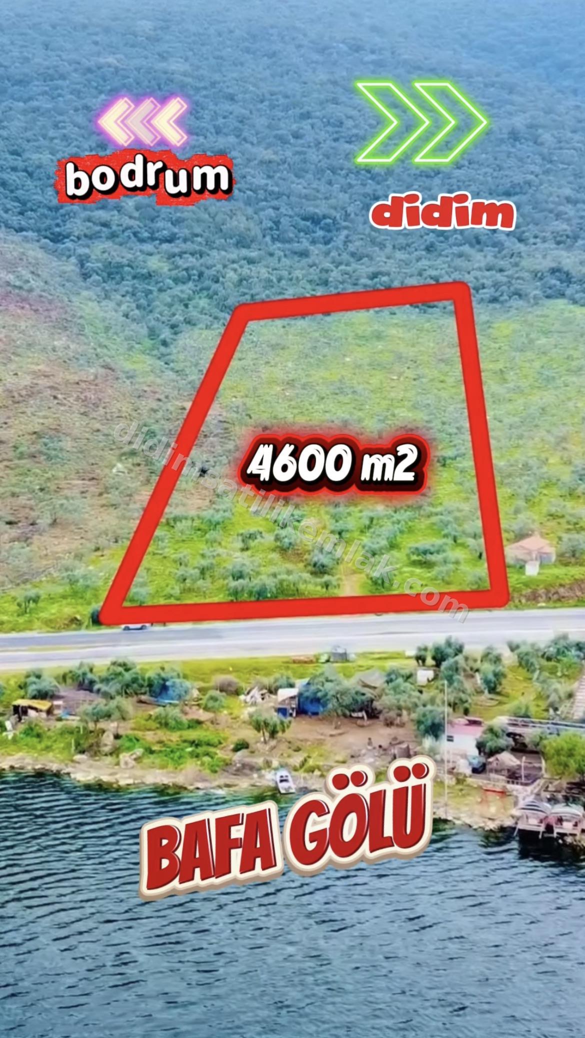 Bafa Gölüne sıfır 4600 m2 zeytinlik