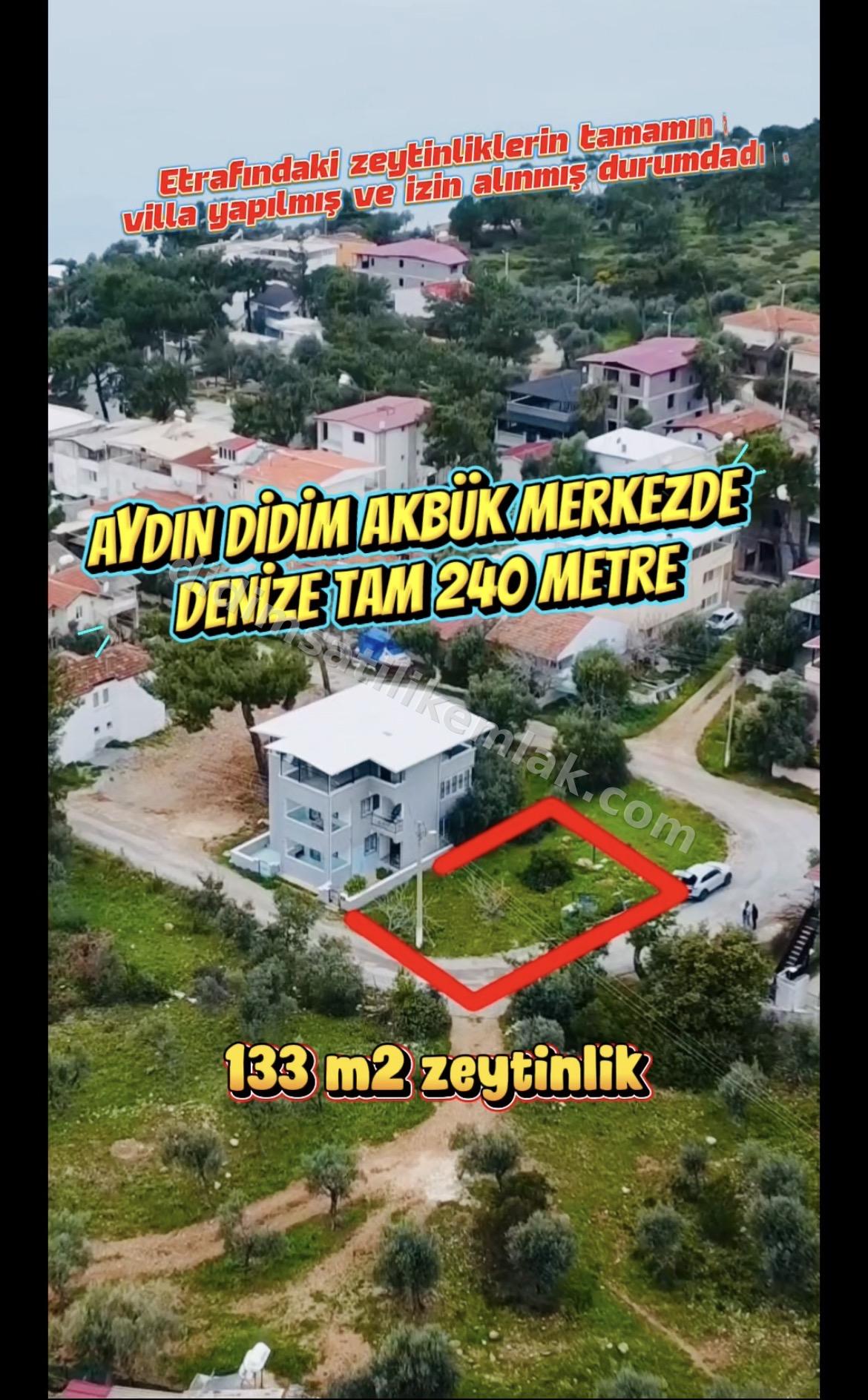 Aydin Didim Akbuk merkezde denizin dibinde zeytinlik